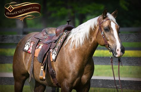 These majestic creatures are associated with qualities of intelligence, independence and a free spirit. . Palomino reining horses for sale